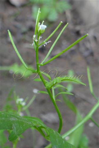  Inflorescence